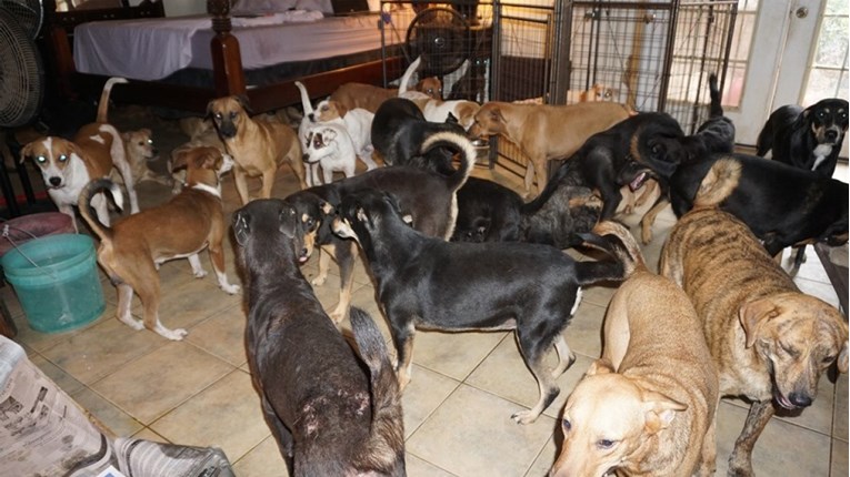 Kako bi ih zaštitila od uragana Dorian, primila je u kuću 97 pasa